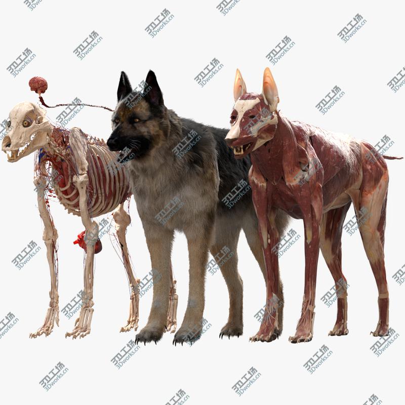 images/goods_img/20210113/3D Shepherd Dog Anatomy/1.jpg